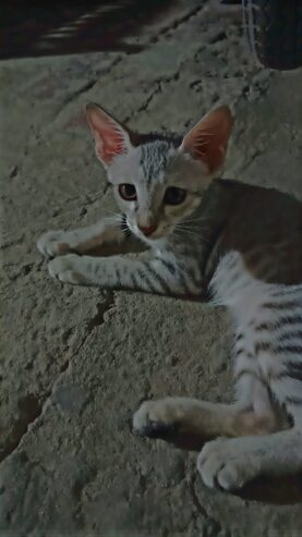 Female kitten for free adoption