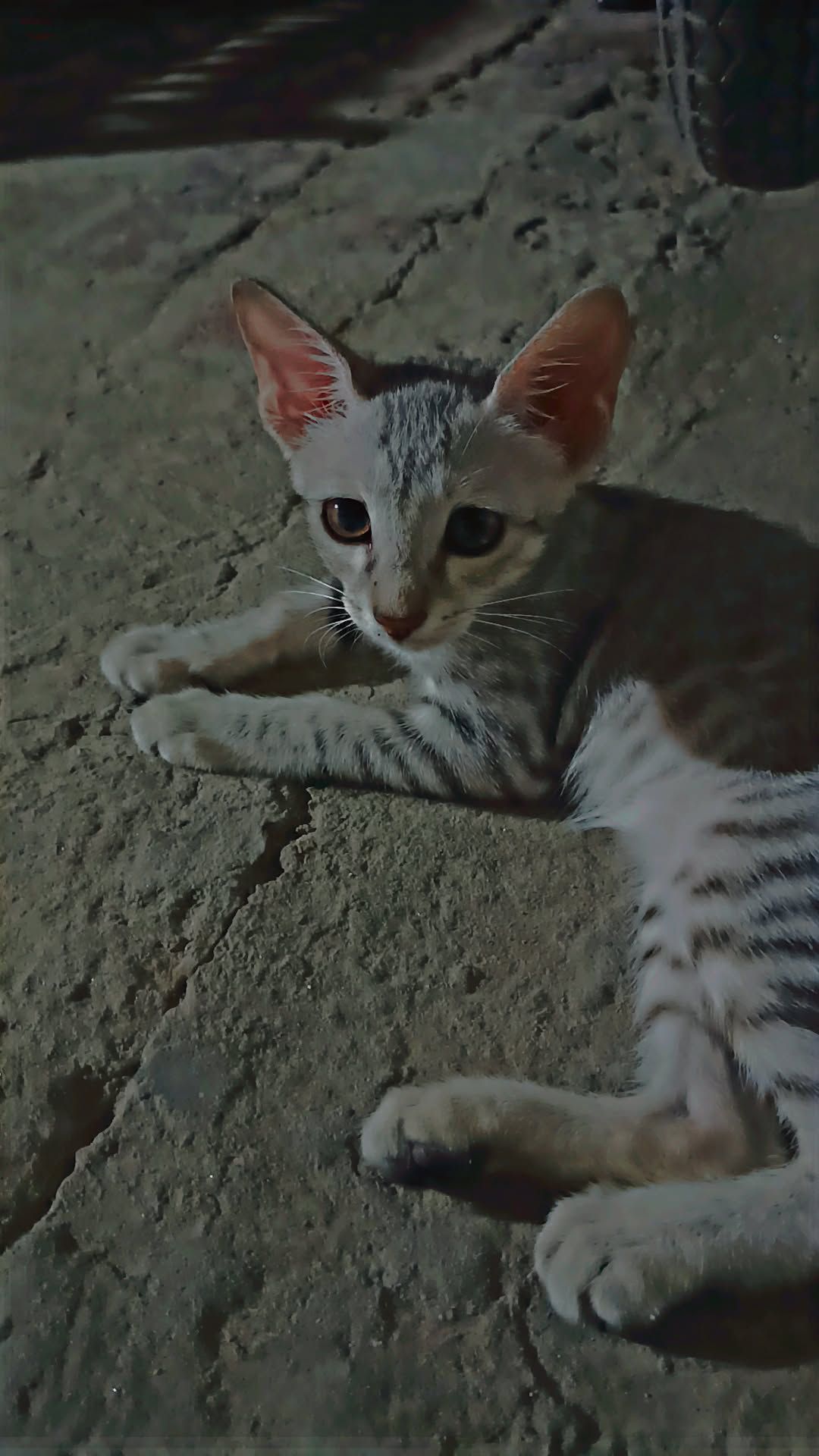 Female kitten for free adoption