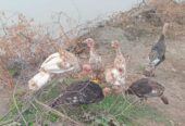 Turkey birds