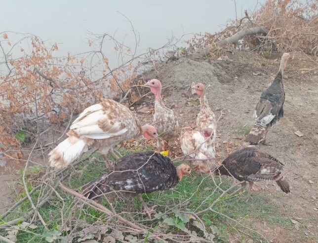 Turkey birds