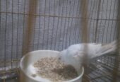 Budgies Breeder pair