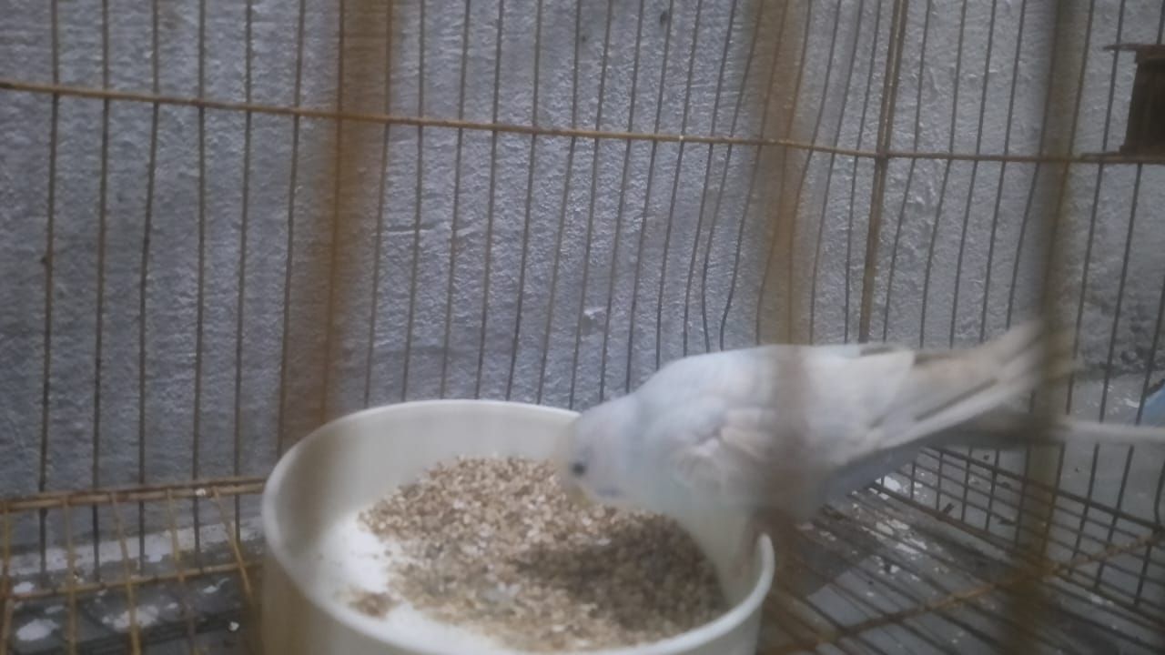 Budgies Breeder pair