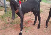 Bakra