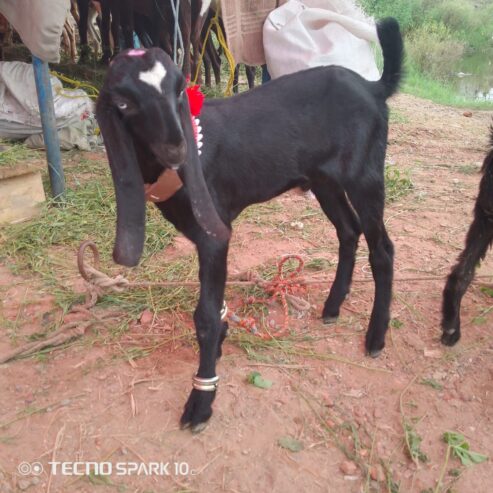 Bakra