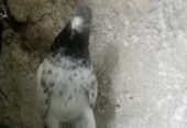 4 kabotar for sale