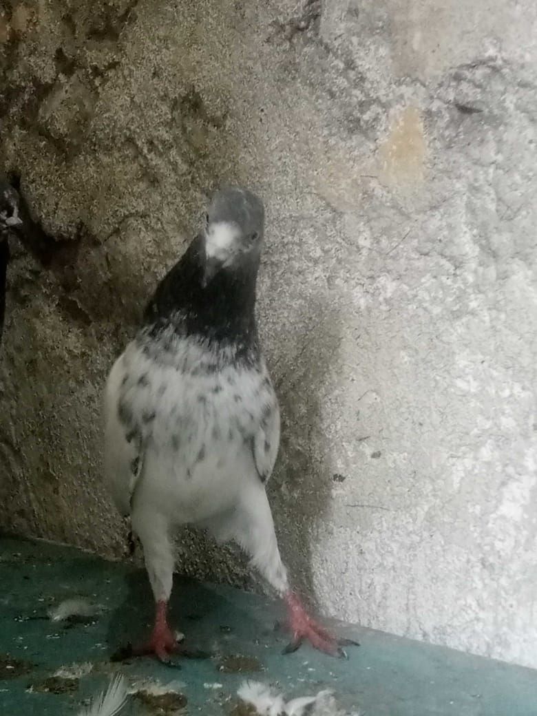 4 kabotar for sale