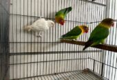 Mix love bird breeder pair available hai per pice ki price ha