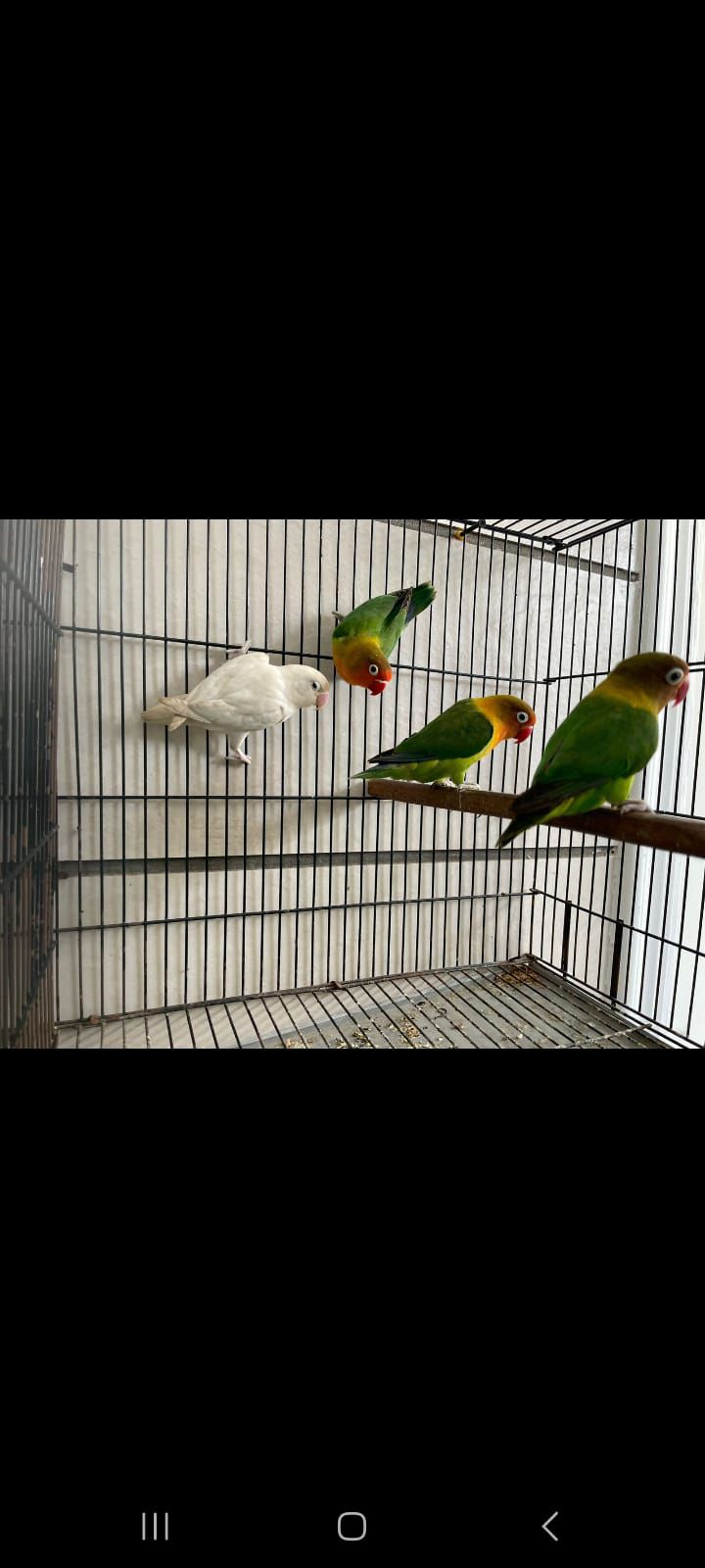 Mix love bird breeder pair available hai per pice ki price ha