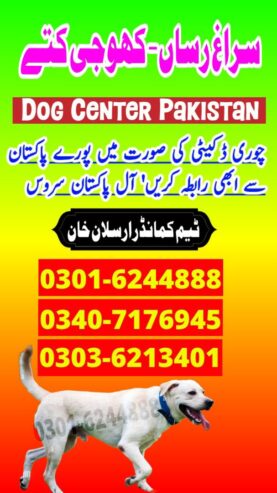 Army Dog Center Ghotki 03016244888 Khoji Dogs Ghotki Sindh