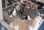 Breeder pair for sale
