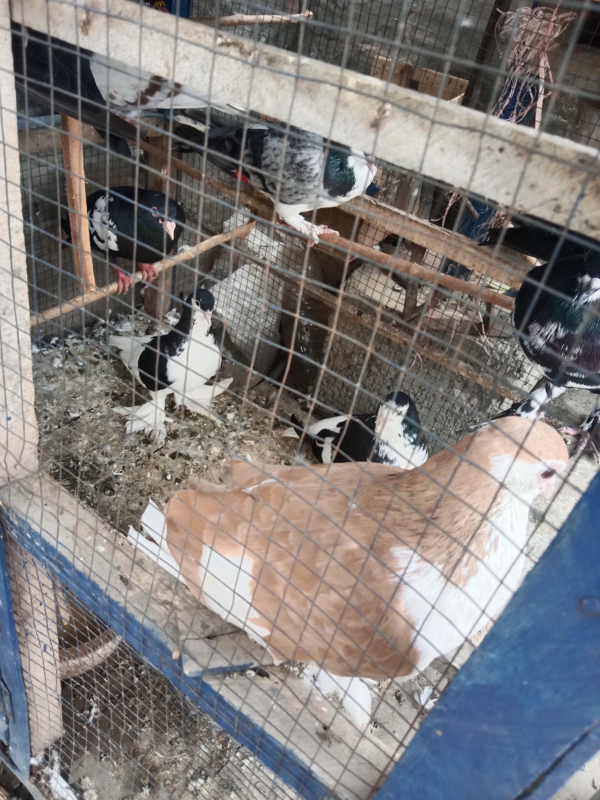 Breeder pair for sale