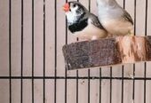 Exhibition finch pair for sale