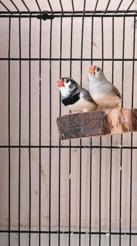 Exhibition finch pair for sale