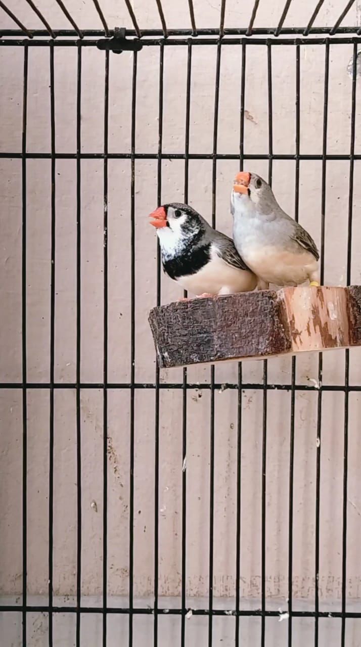 Exhibition finch pair for sale