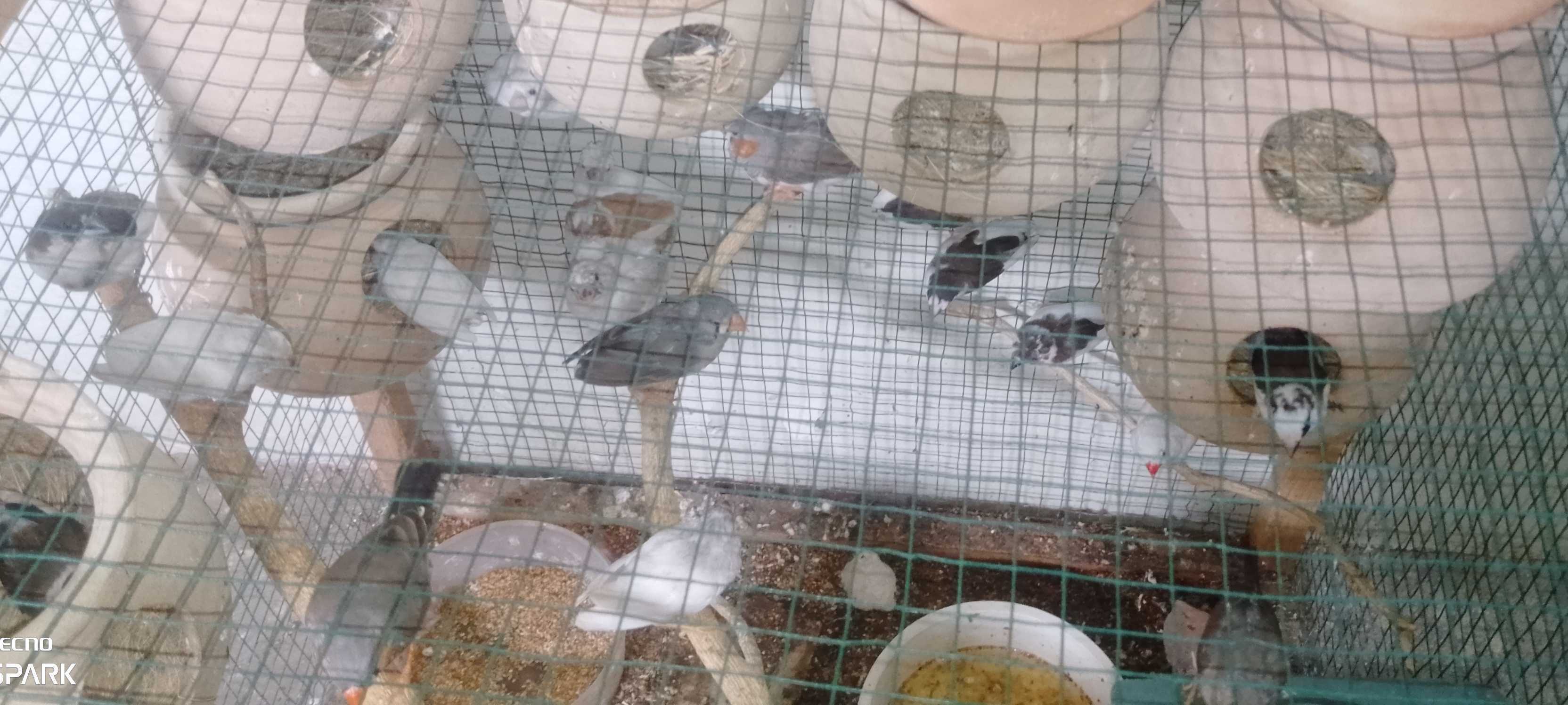 Bengalise and zebra finch