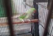 Raw Breeder Female