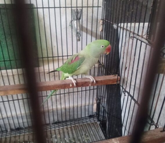 Raw Breeder Female