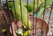 Tame Ring neck