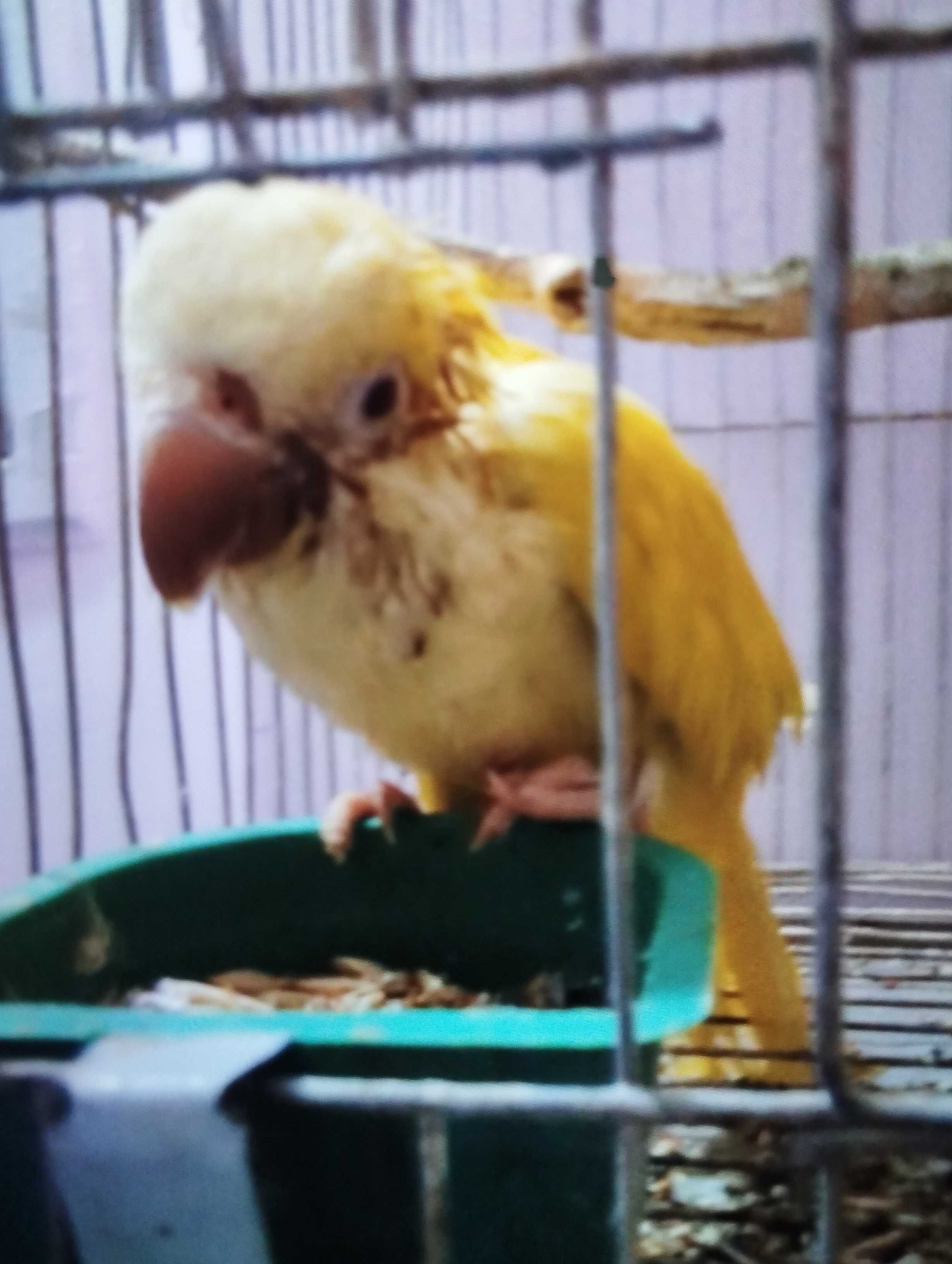 Yellow monk