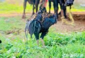 thai Aseel pair for sale