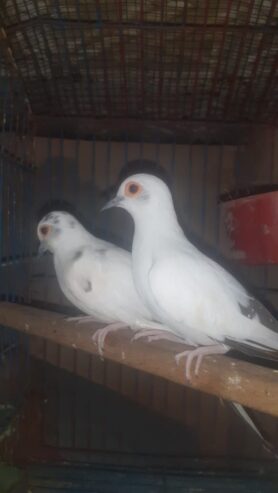 Dove