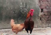 Golden subright breader pair available