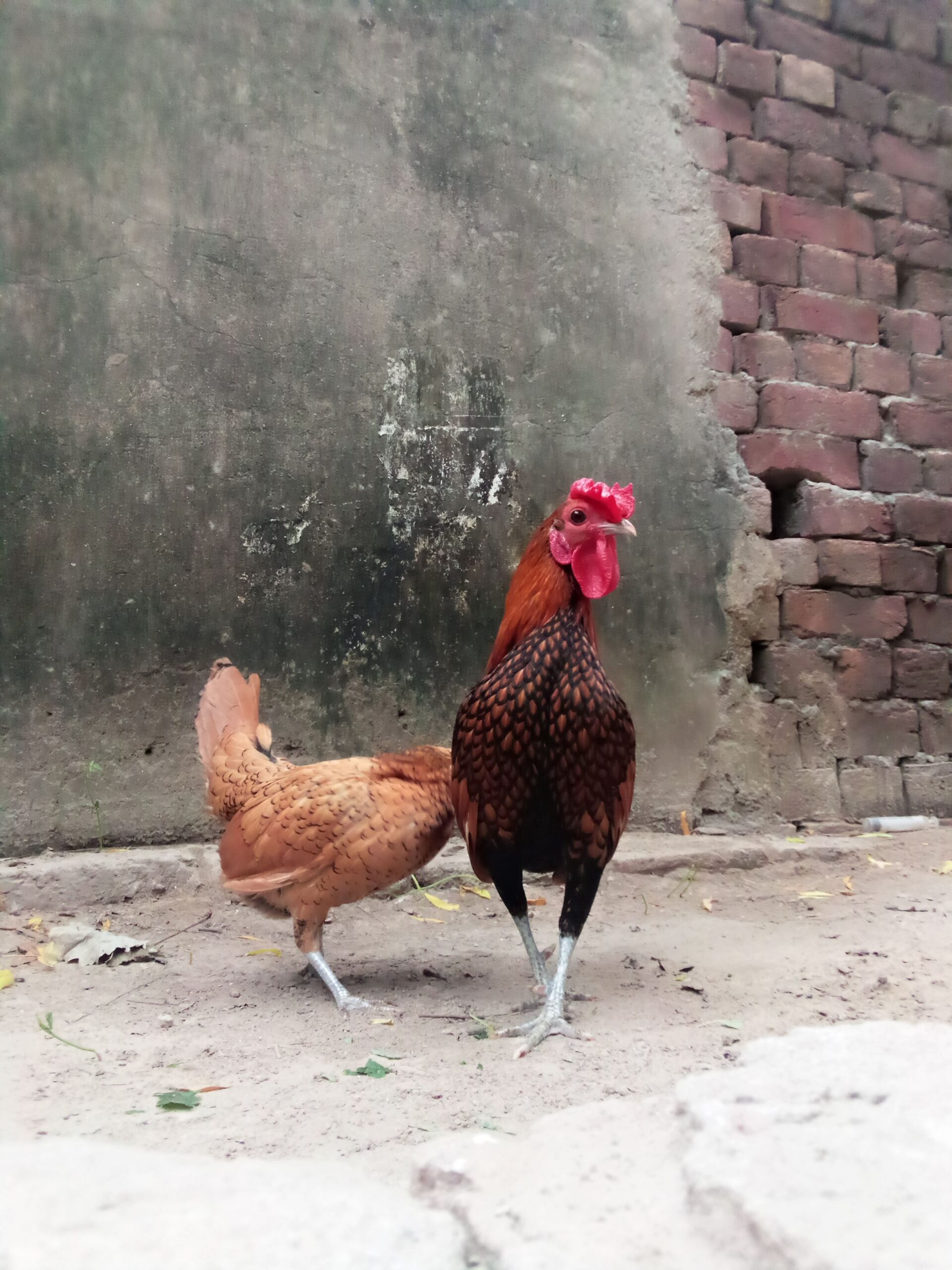 Golden subright breader pair available