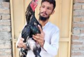 Lassani breeder