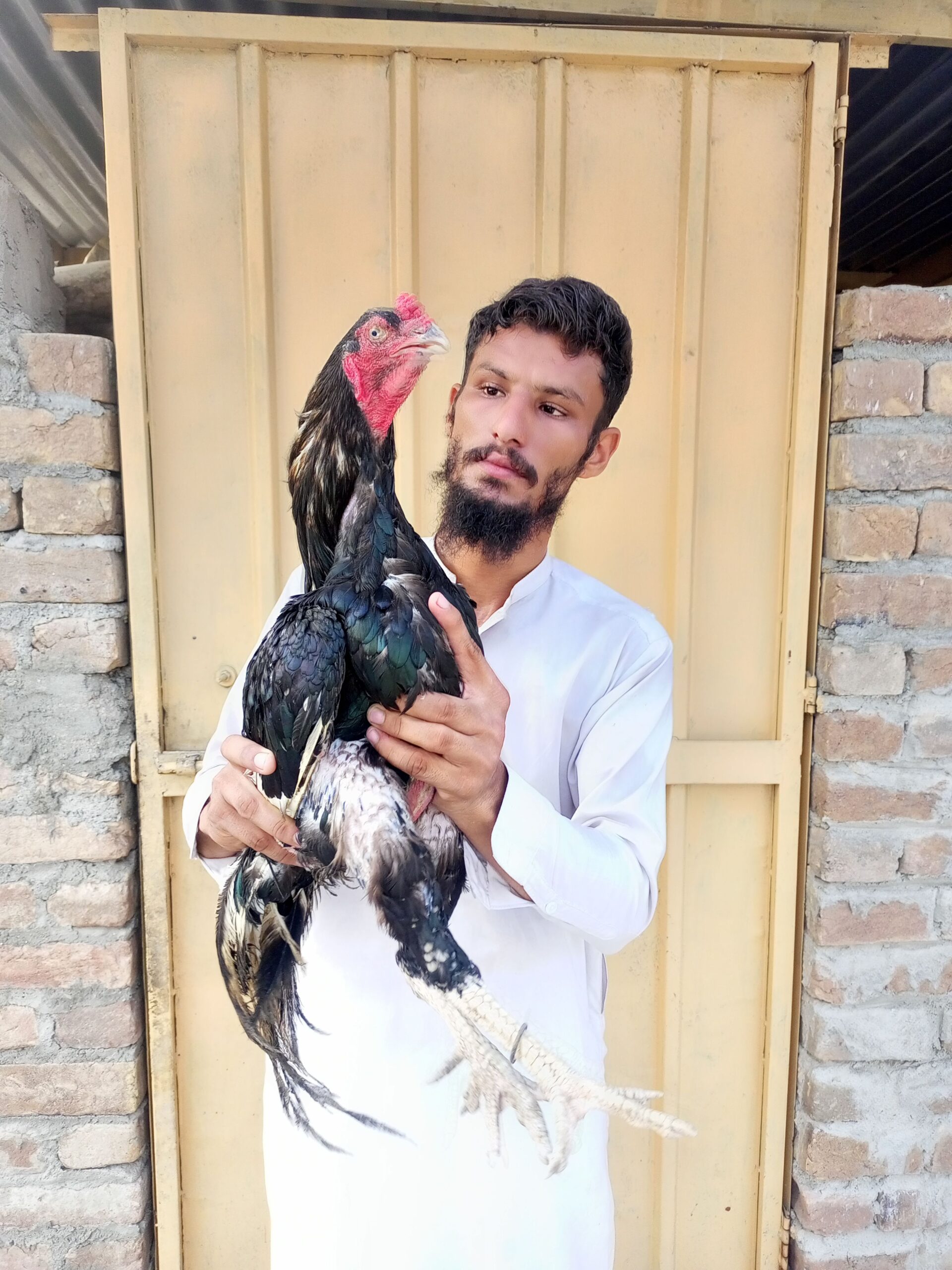 Lassani breeder