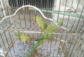All 3 parrot 🦜 for sale