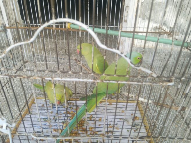 All 3 parrot 🦜 for sale
