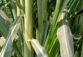 Seed