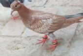 Pigeon forsale location muzaffarghr