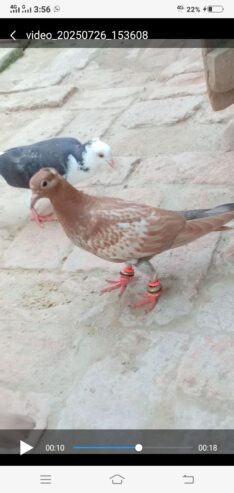Pigeon forsale location muzaffarghr