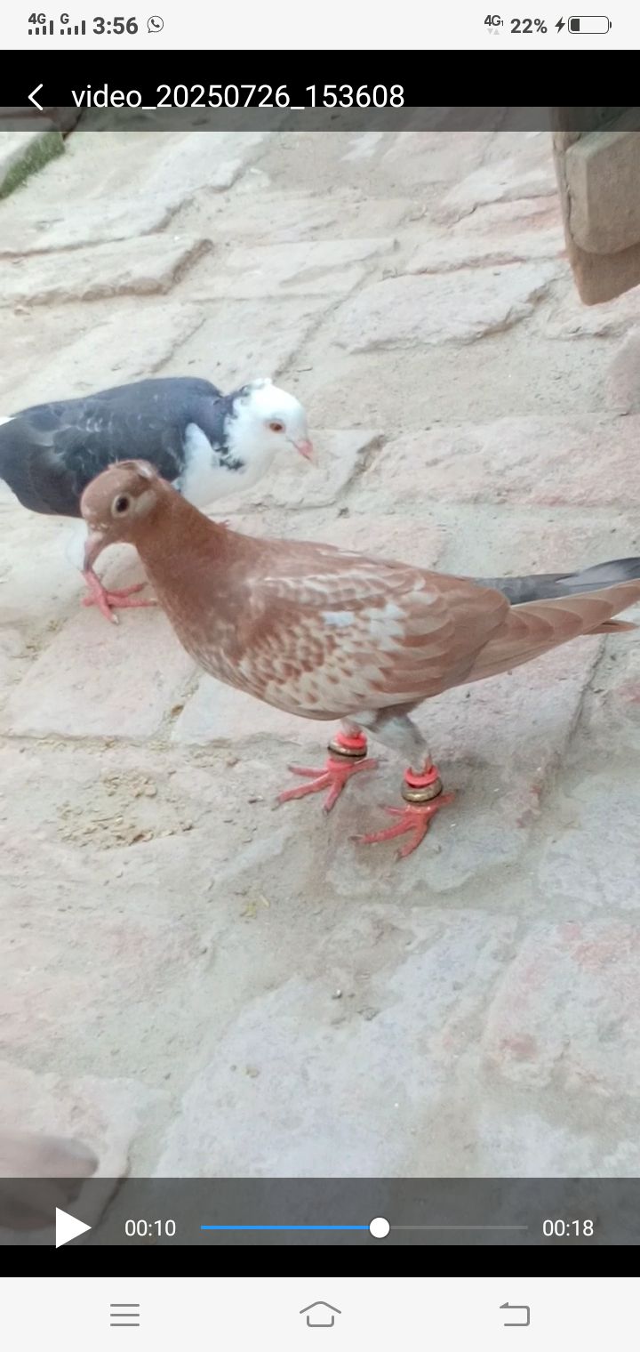 Pigeon forsale location muzaffarghr