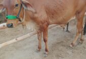 Sahiwal breed