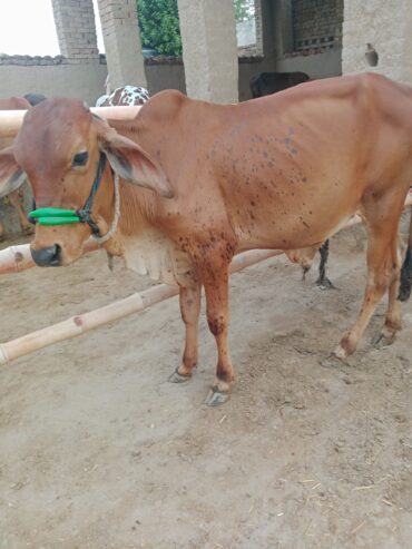 Sahiwal breed
