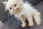Pure Persian Ex Punch Face Odd Eyes Kitten/Cat