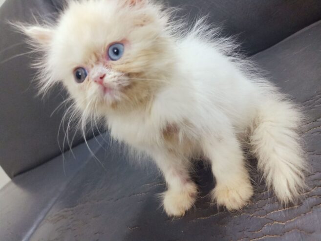 Pure Persian Ex Punch Face Odd Eyes Kitten/Cat