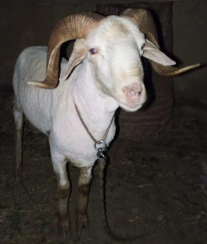 Sheep shoqeen
