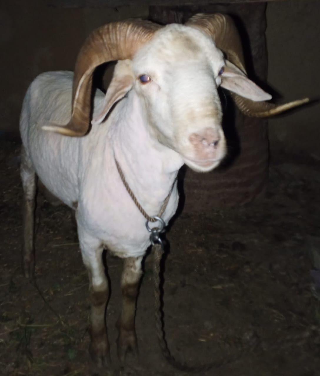 Sheep shoqeen