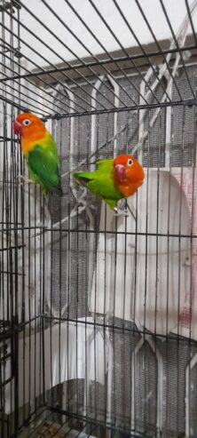 Green opaline breeder pair for sale High Quality