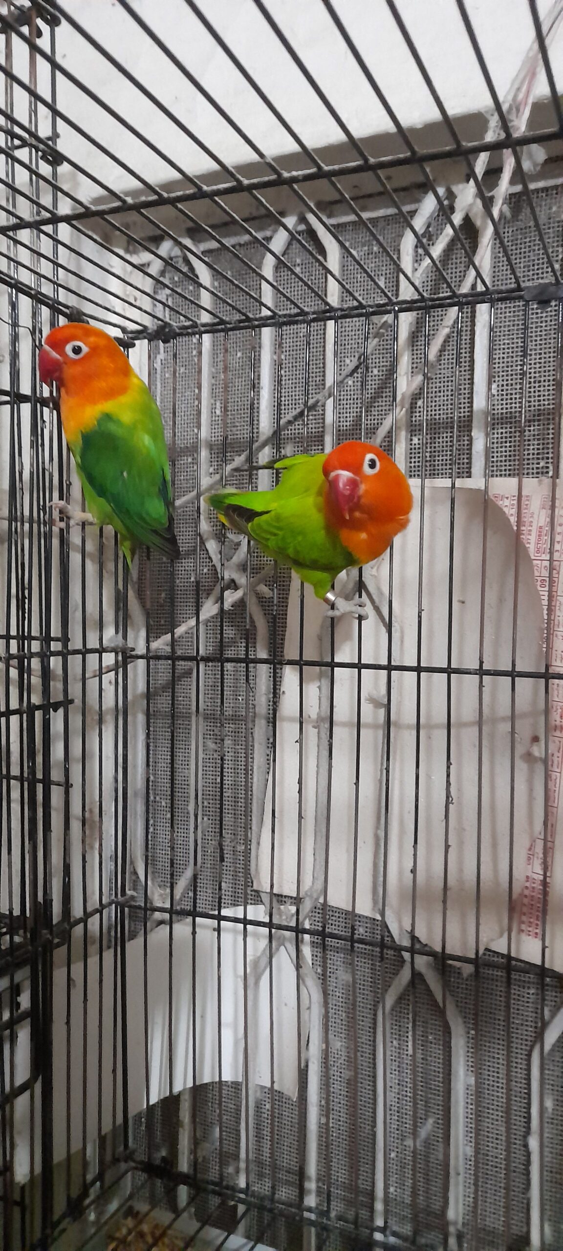 Green opaline breeder pair for sale High Quality