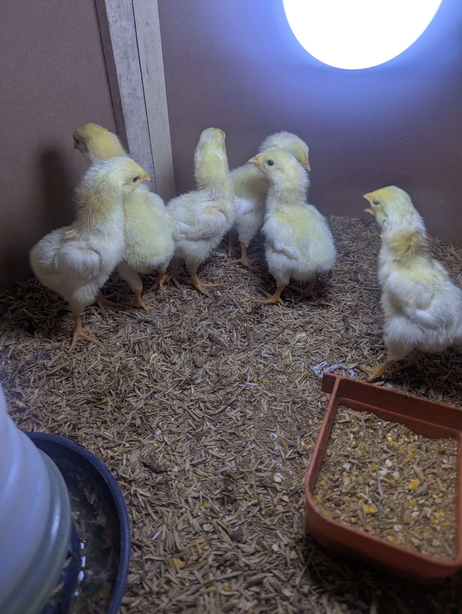 Shamoo 6 months old pair with 2 weeks old chicks for sale