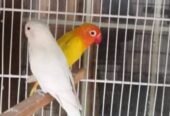 Love bird for sale