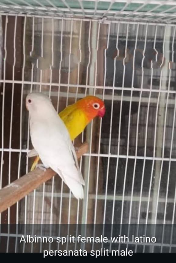 Love bird for sale