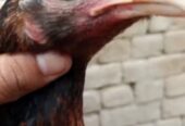 2 high quality aseel hens for sale