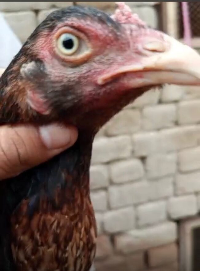 2 high quality aseel hens for sale