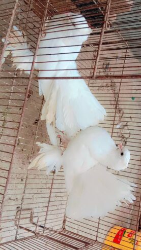 American piegons