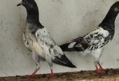 High Flayer Baby Pigeon